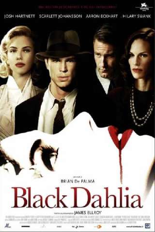 Black Dahlia