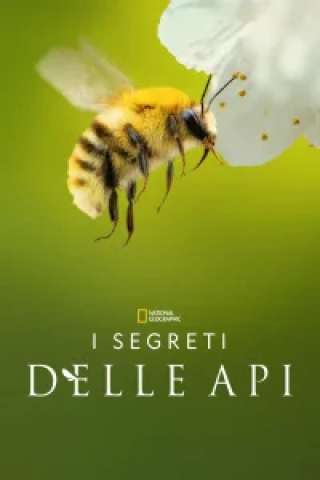 I segreti delle api