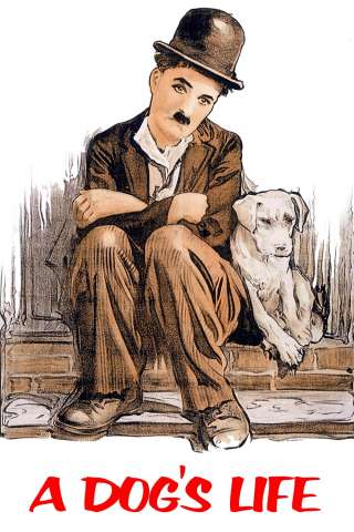 Vita da cani